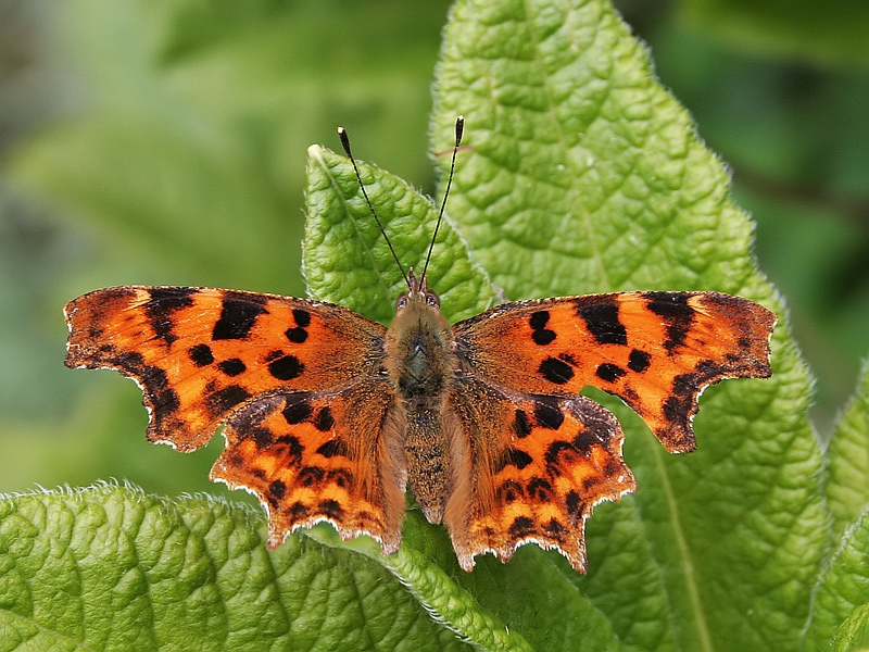 Polygonia c-album Comma Gehakkelde aurelia